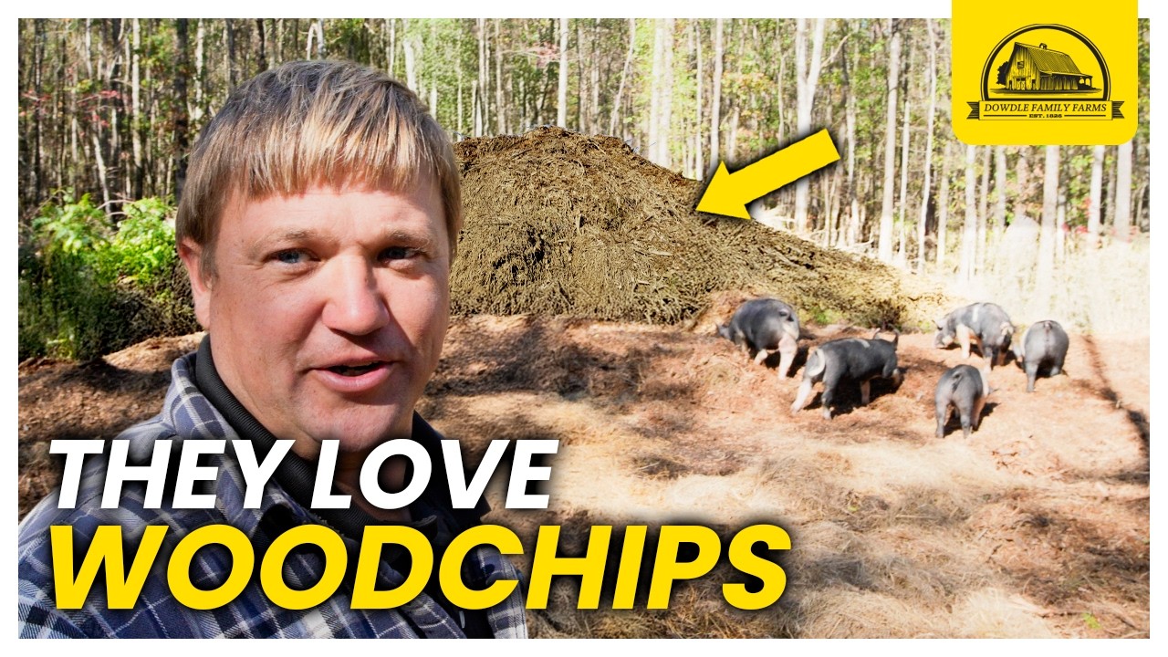 I Dumped 150 Yards of Woodchips in the Pen— The Pigs Loved It!