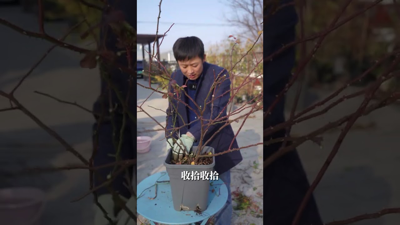 蓝色阴雨花柱造型，第二年如何复盘【天狼说月季】