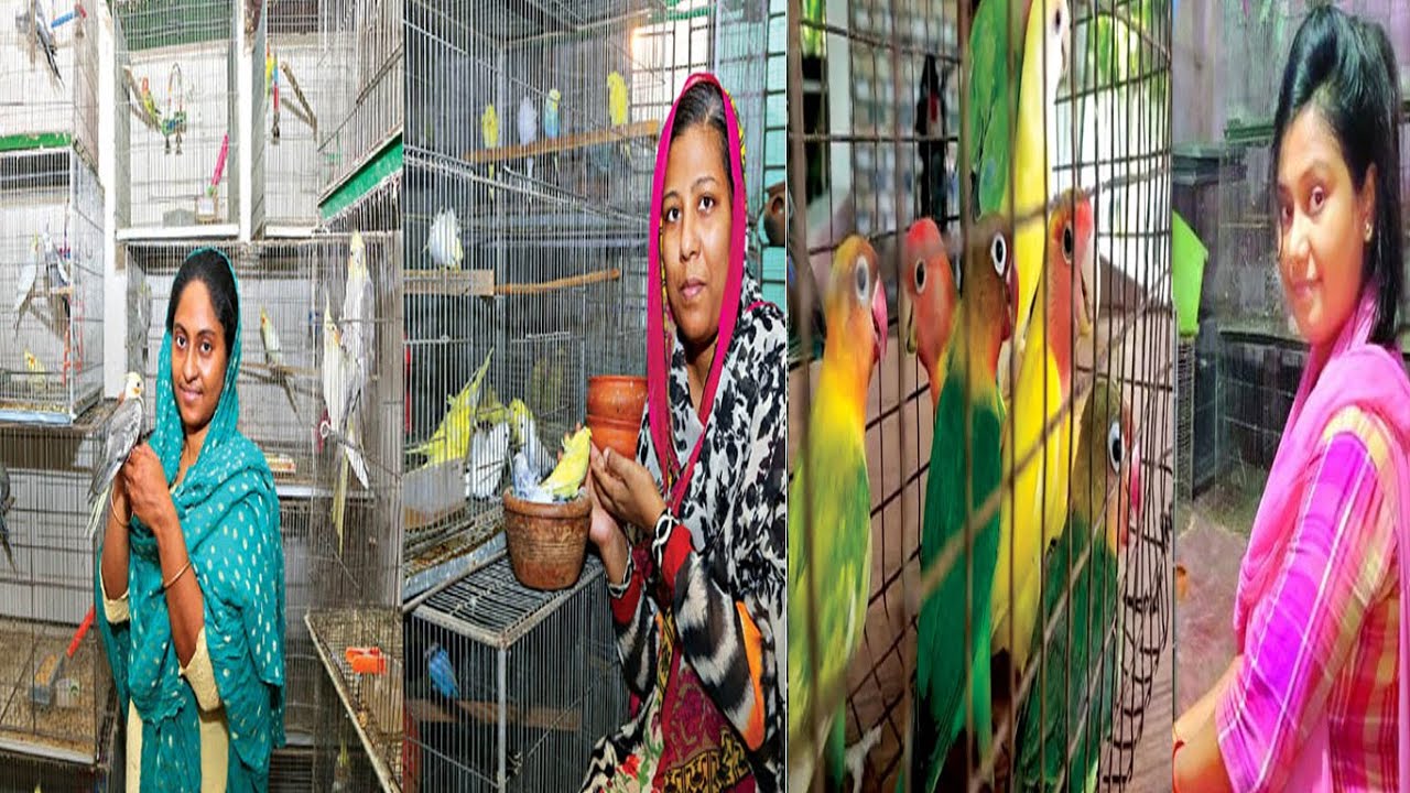 বিদেশি পাখি পালন হতে পারে আপনার একটি লাভজনক ব্যবসা।