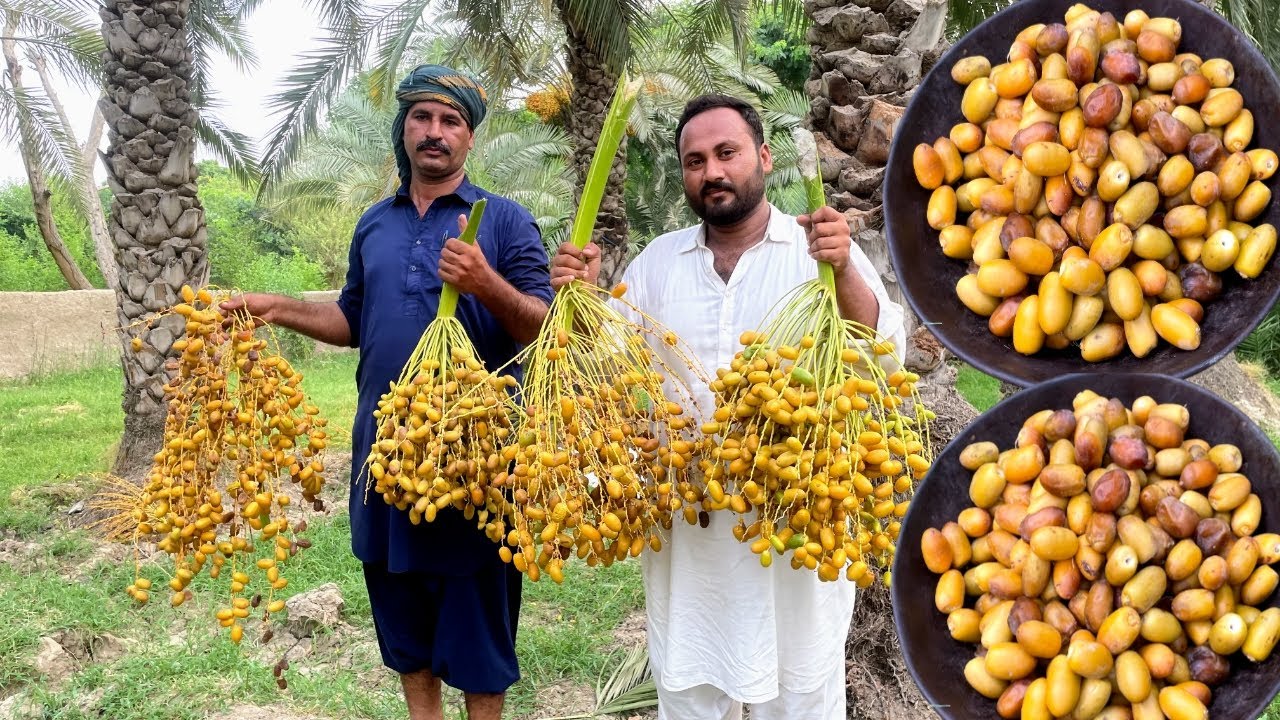 Pakistan Famous Khajoor I Date Farming In Pakistan I Khajoor ka Bagh
