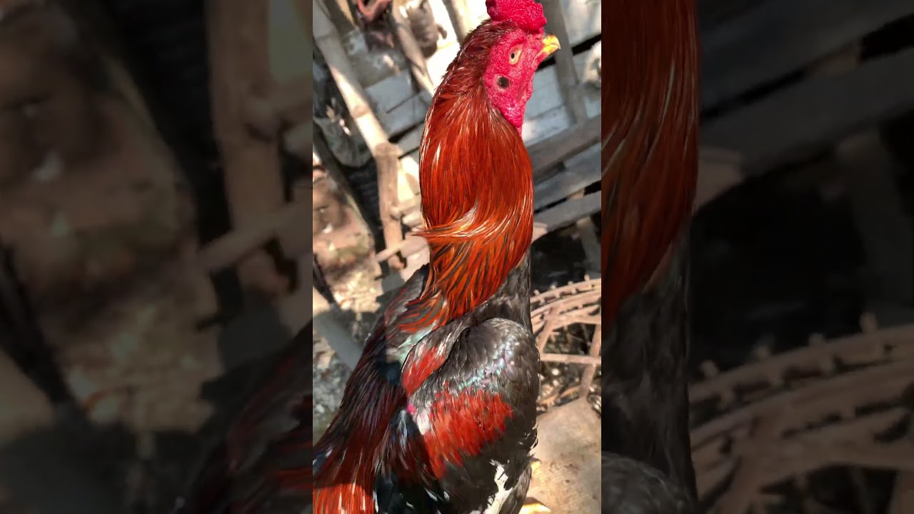 Ayam bangkok selatan original #ayam #hobby #chicken #videoviral #thailand #videoshort #biggames