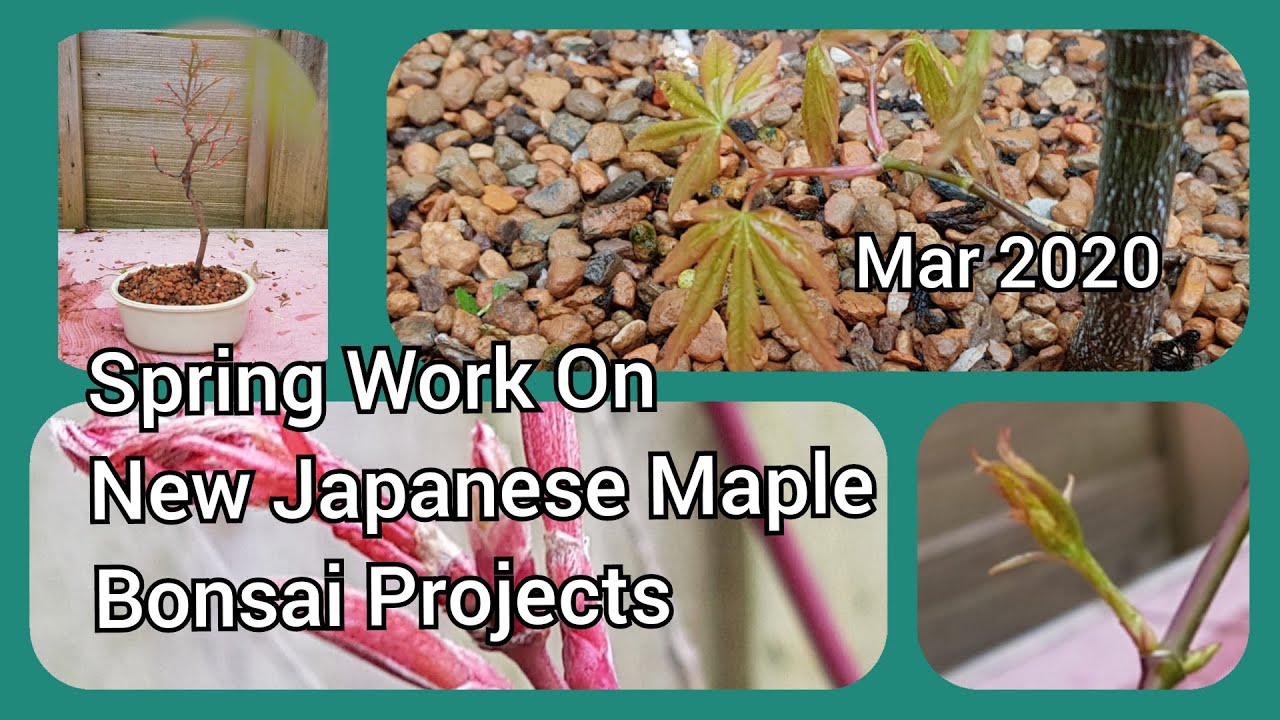 Spring Work On New Japanese Maple Projects Mar 2020