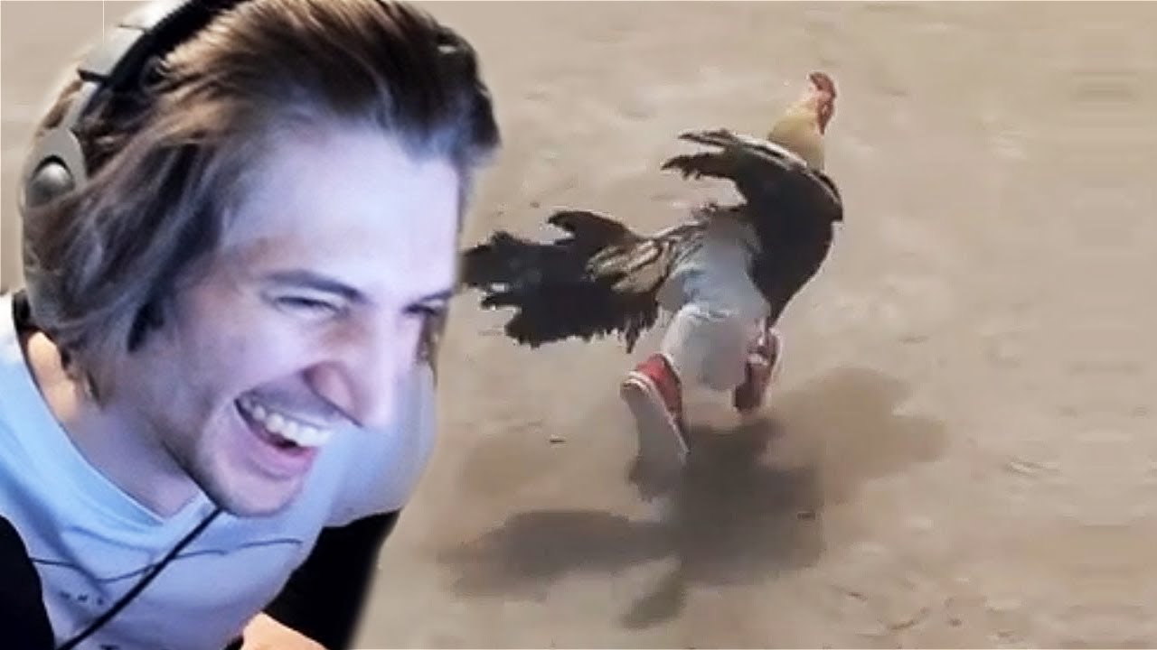 xQc Reacts to memes fresher than this chicken