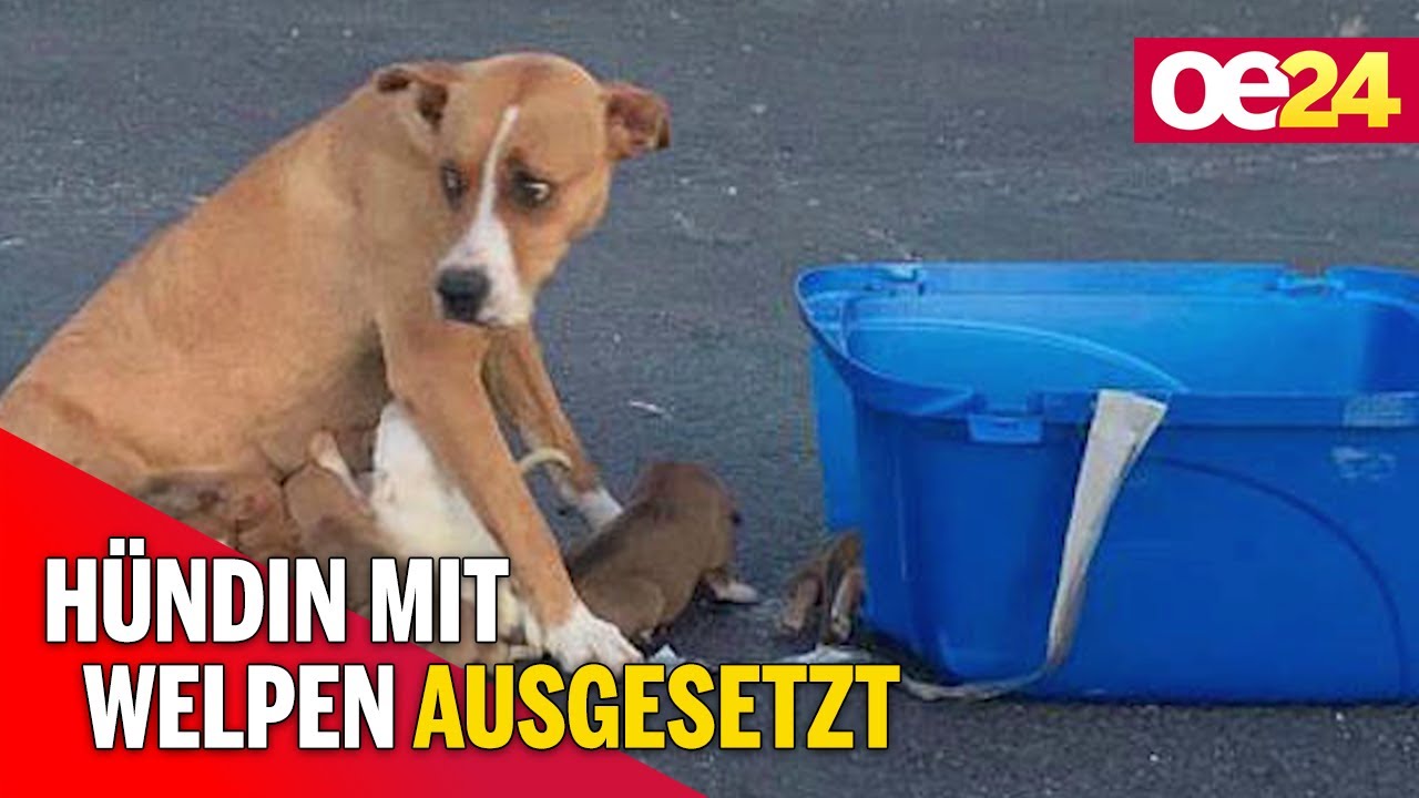 Grausam: Hündin mit Welpen auf Parklplatz ausgesetzt