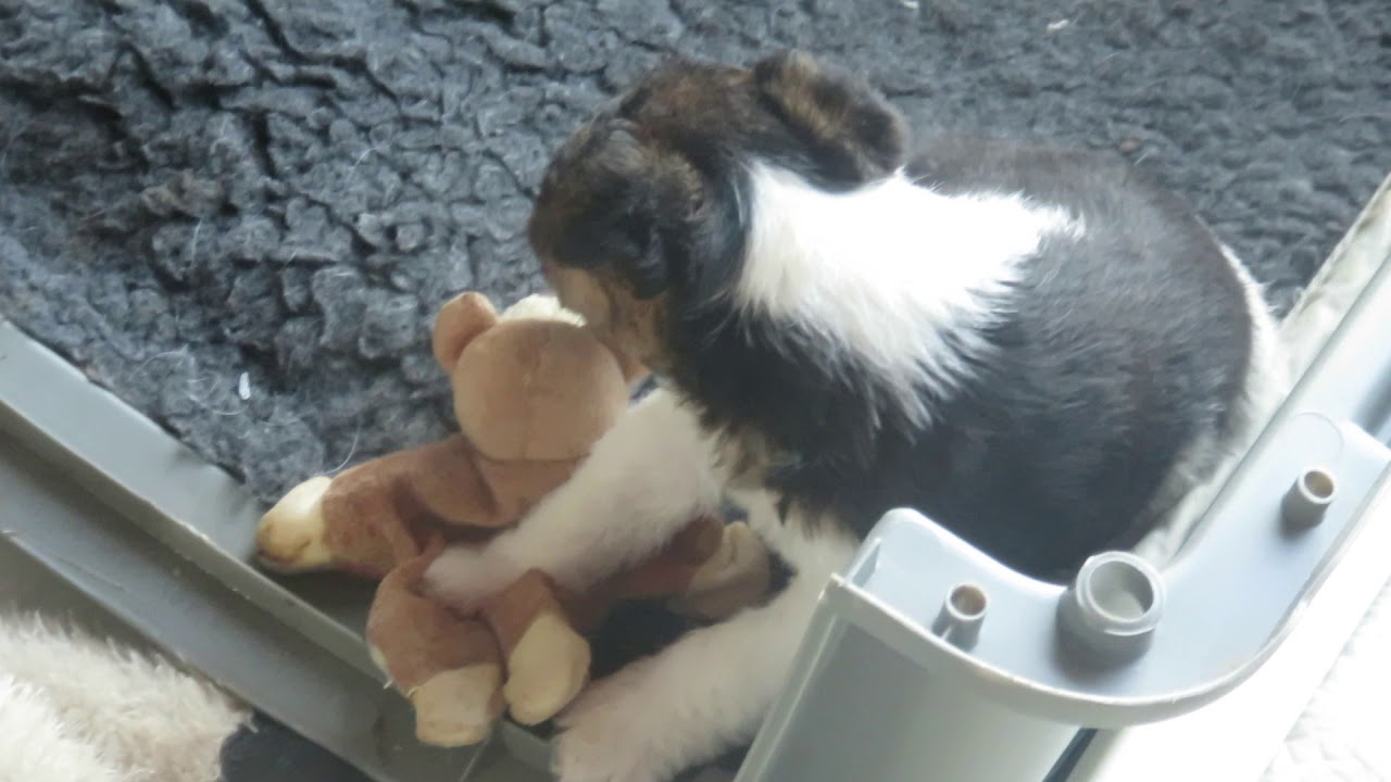 demolition du singe : Phénix fox terrier continue les bêtises