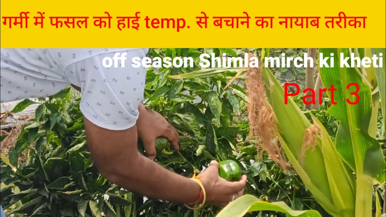 गर्मी में फसल को हाई temp. से बचाने का नायाब तरीका ll off season Shimla mirch ki kheti ll Part 3