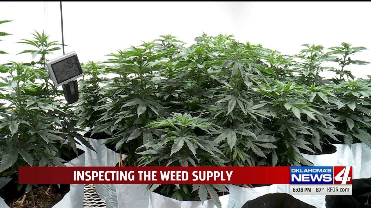 Keeping it up to code: Dispensary, grow house inspections now cities' job