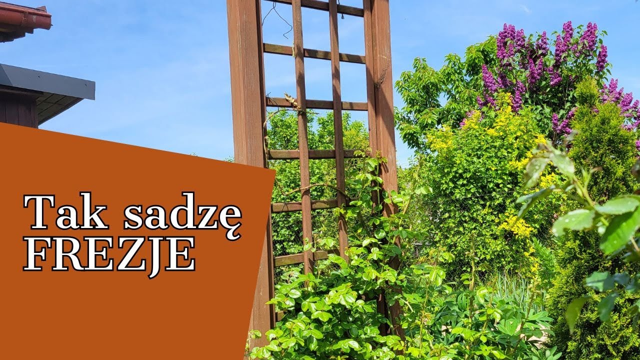 TAK SADZĘ FREZJE ☀☀☀   MAJÓWKA W OGRODZIE