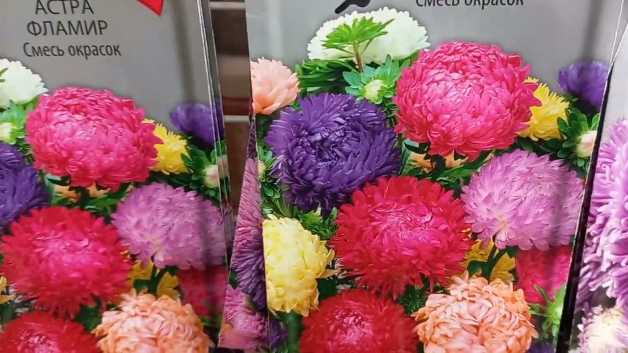 14 МАРТ ТОШКЕНТ ЧОРСУ  ЛИЛИЯ ГУЛЛАРИ  🌻🌼🌷🌻🌼🌷💮🪷💮🪷🏵💮🪷🏵🌹