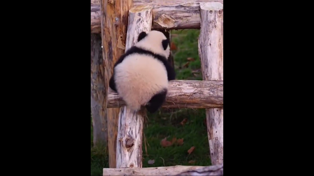 The baby panda tries so hard to climb wooden ladder&mdash;was nearly at the top, then accidentally falls!