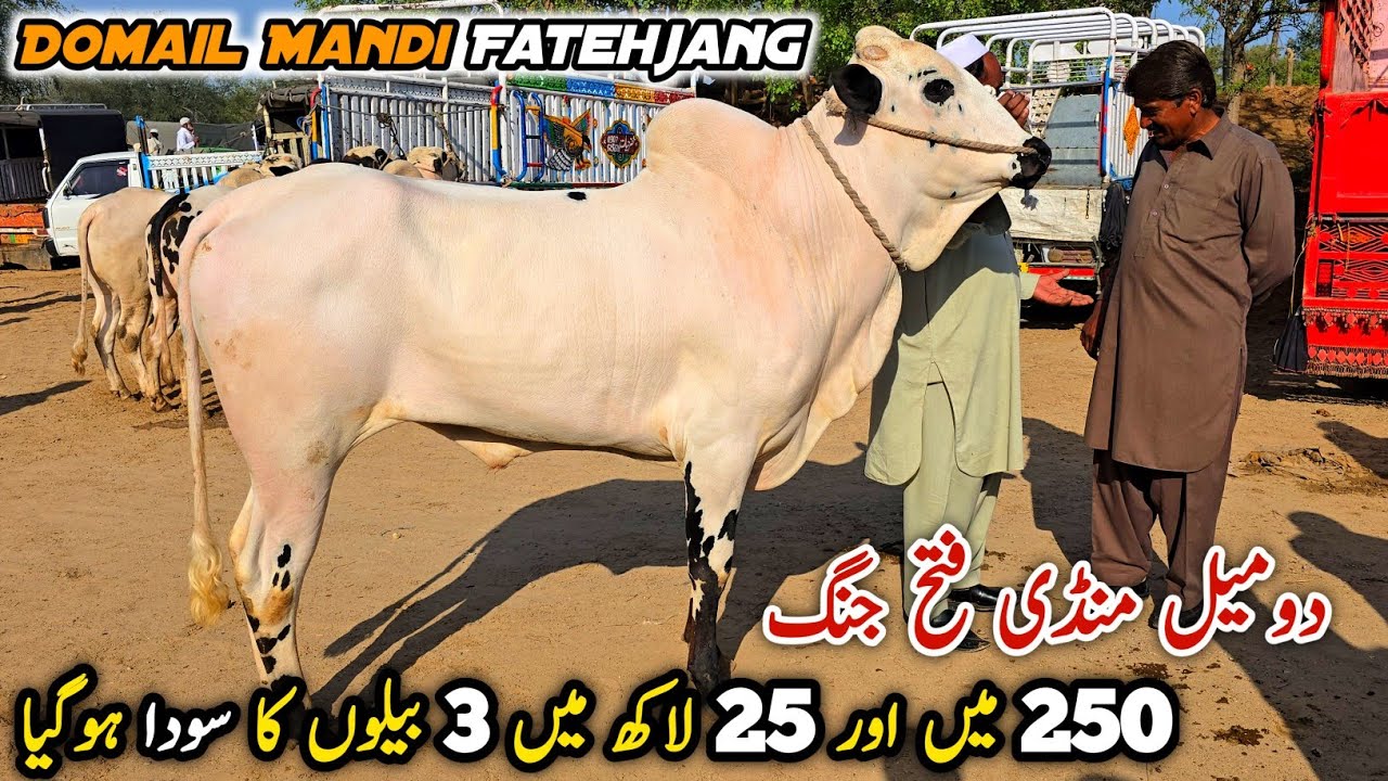 Domail Mandi Fatehjang Update 10 April 2026 | Qurbani Bakra Eid Bhatta Chowk Mandi 