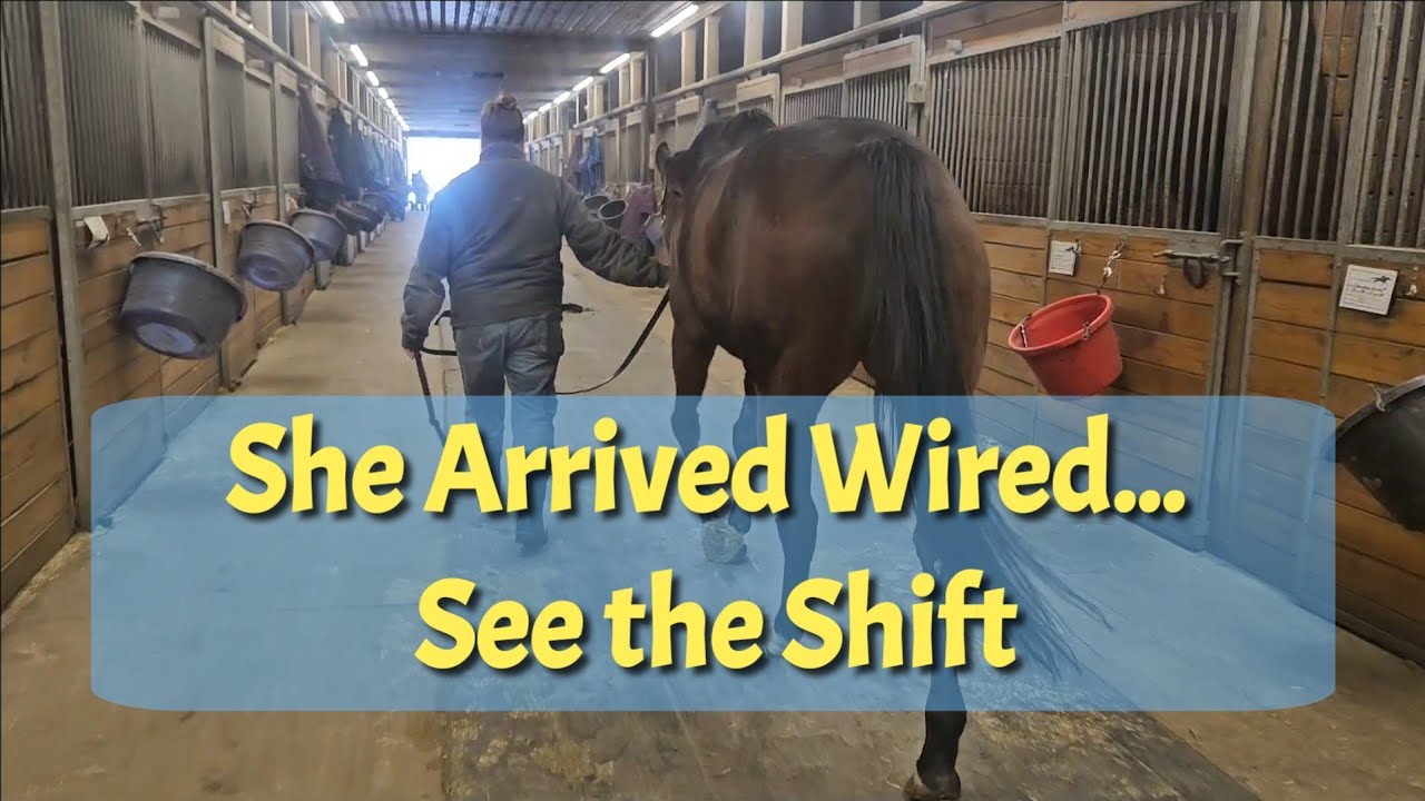 Grace's Emotional First Day: Why New Horses Shut Down (And How Patience + Poles Fixed It Fast)