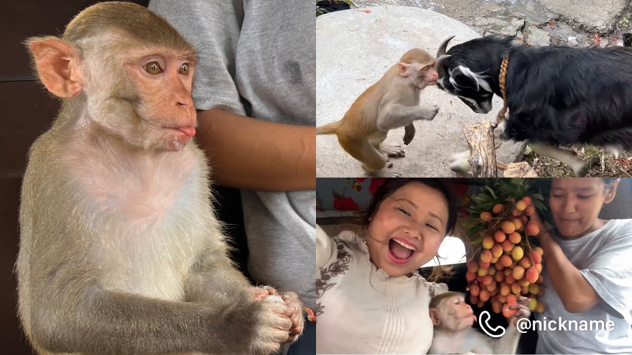 Jogu ra boka ximeki vayera pani fight parx🐒 🐐😖😖