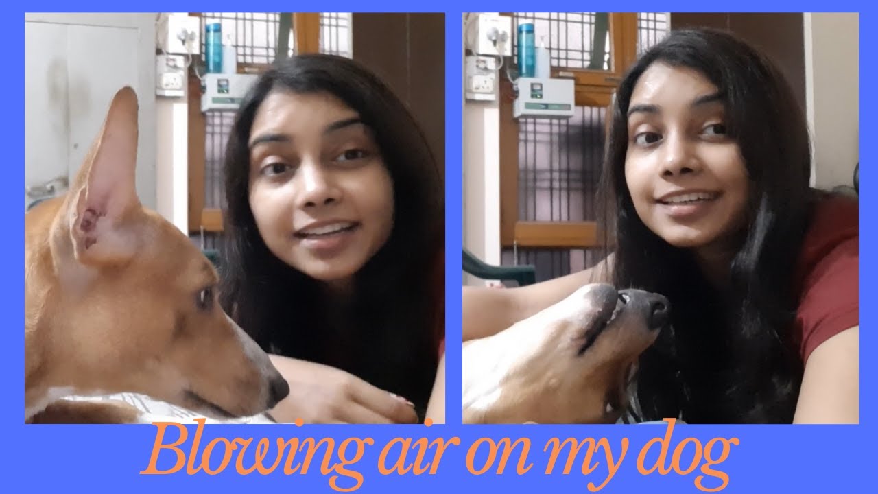 Blowing air on my dog | Funniest video ever | Try not to laugh challenge | Shruti and Delta