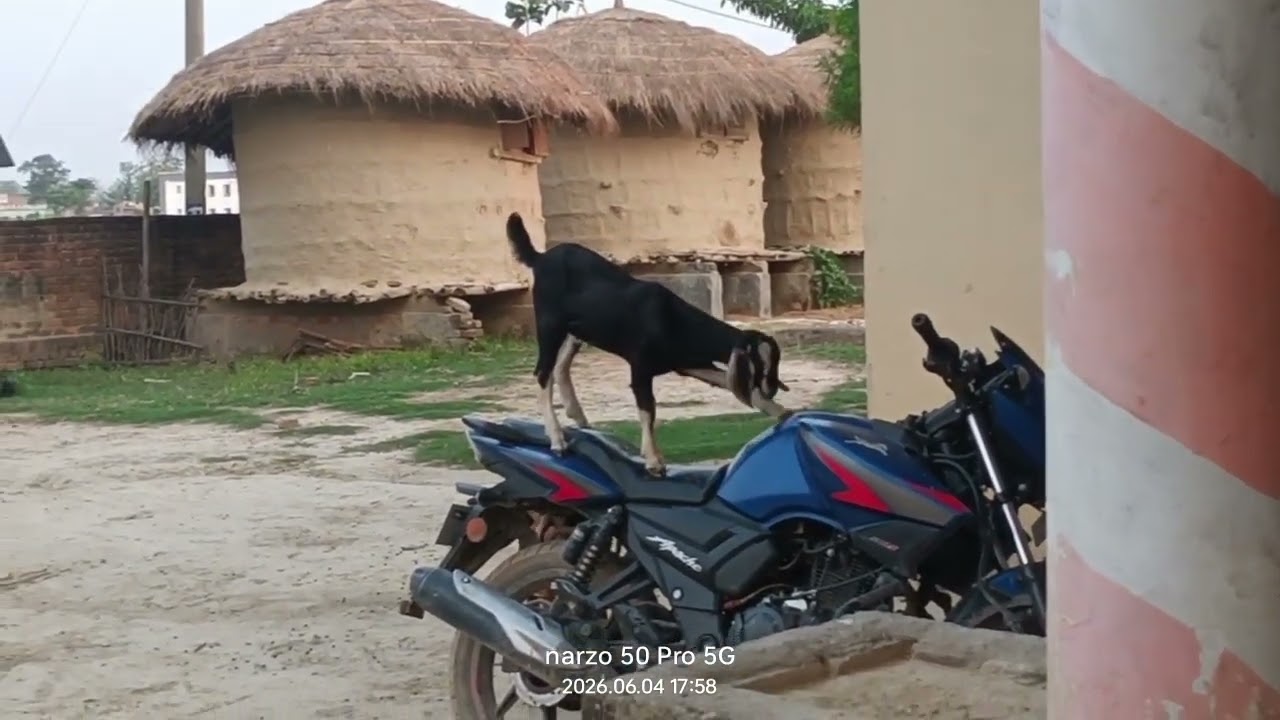 The goat ride in bike 😂😂#reels #youtubeshorts #goat #trending #viralvideo #beautifullgoats