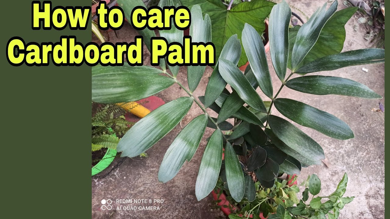 How to care & grow Cardboard Palm / Zamia Palm