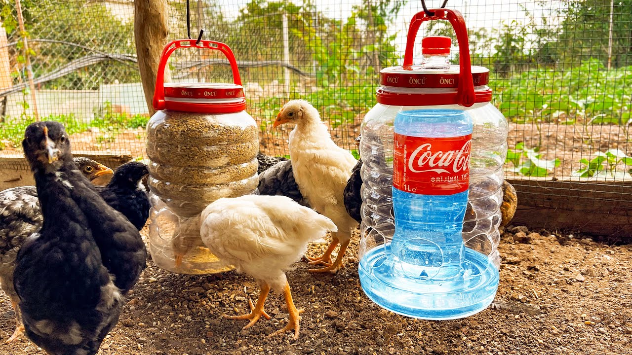 Süper Fikir | Plastik Şişelerle Pratik Civciv Yemlik ve Suluk Yapımı