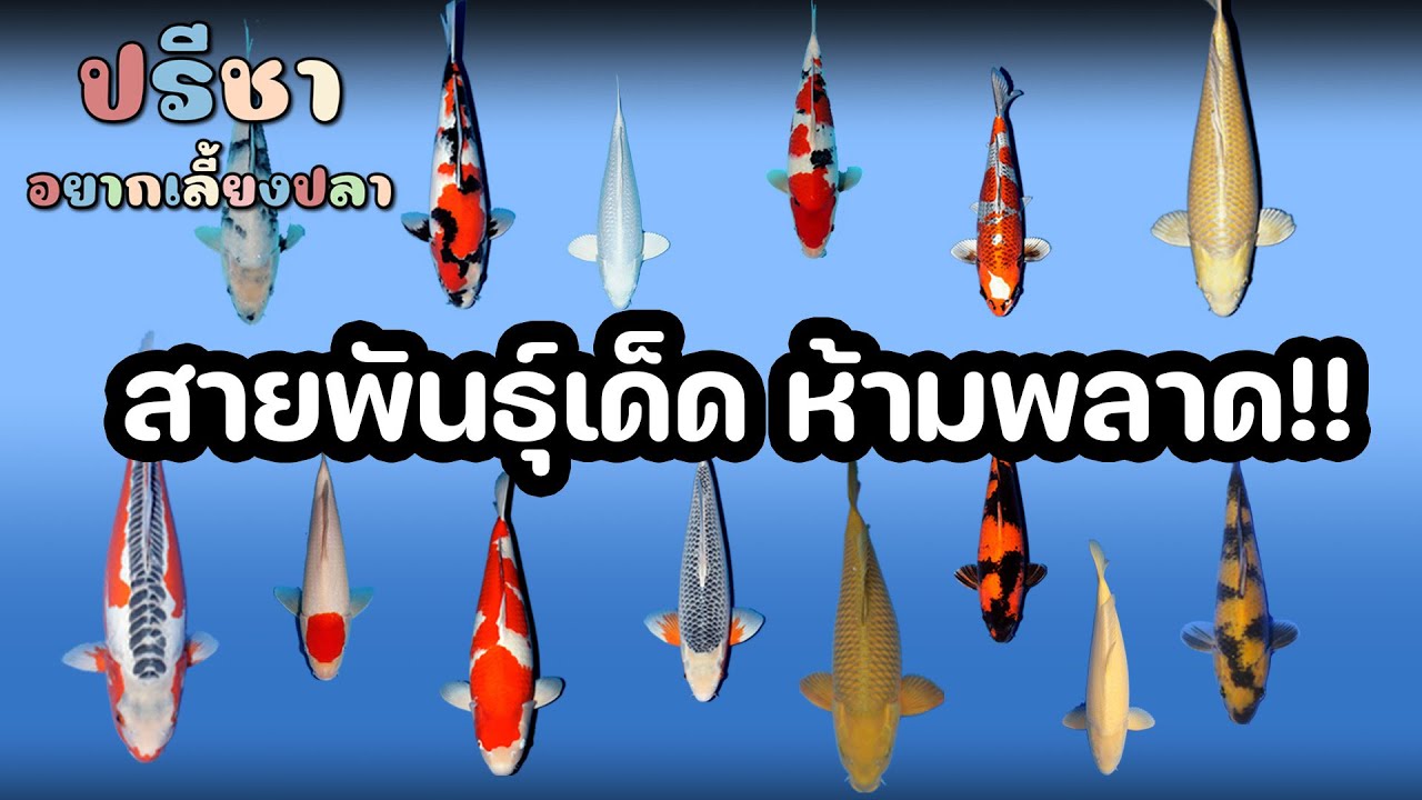 ปลาคาร์ฟสายพันธุ์เด็ดที่ทุกบ้านต้องมี - มินิซีรี่ส์ 