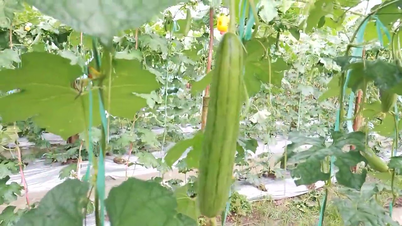 vườn mướp hương siêu trái .cùng Tấn Phụng Vlog