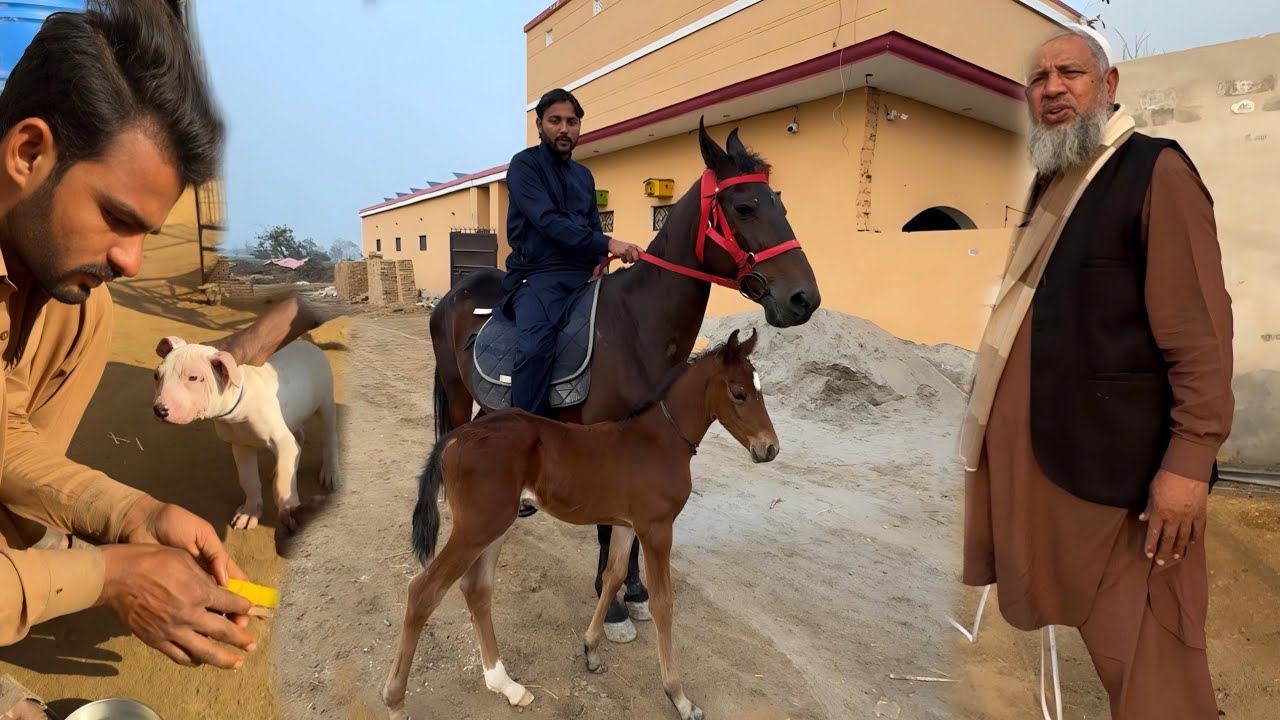 Kajal Ghodi Ki Sawari Vachere Ki Masti | Achu 302 Dog Puppy Ka Ilaj 🐕