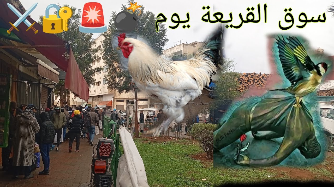 سوق القريعة اليوم  لجميع عشاق طيور الزينة ميمكنش 🤯🤯💣🚨🙏💯#سوق_القريعة