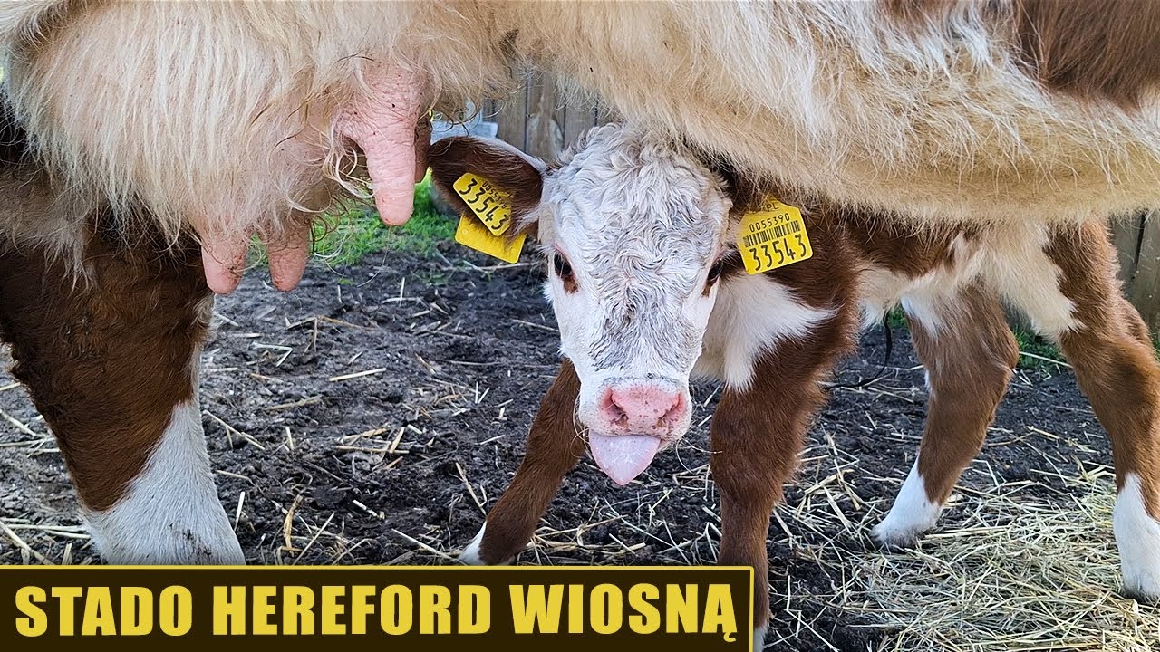 Stado hereford wiosną
