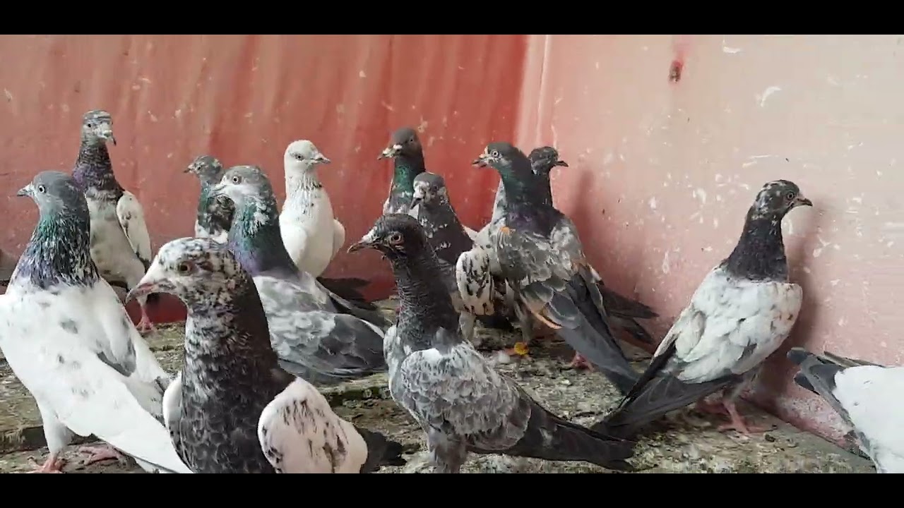 Highflyer bachy pathi pathy for sale in faisalabad ali(03106058000.watsap)