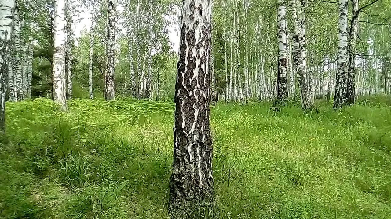 Волга-31105  Крайслер /Клапан вентиляции картера/