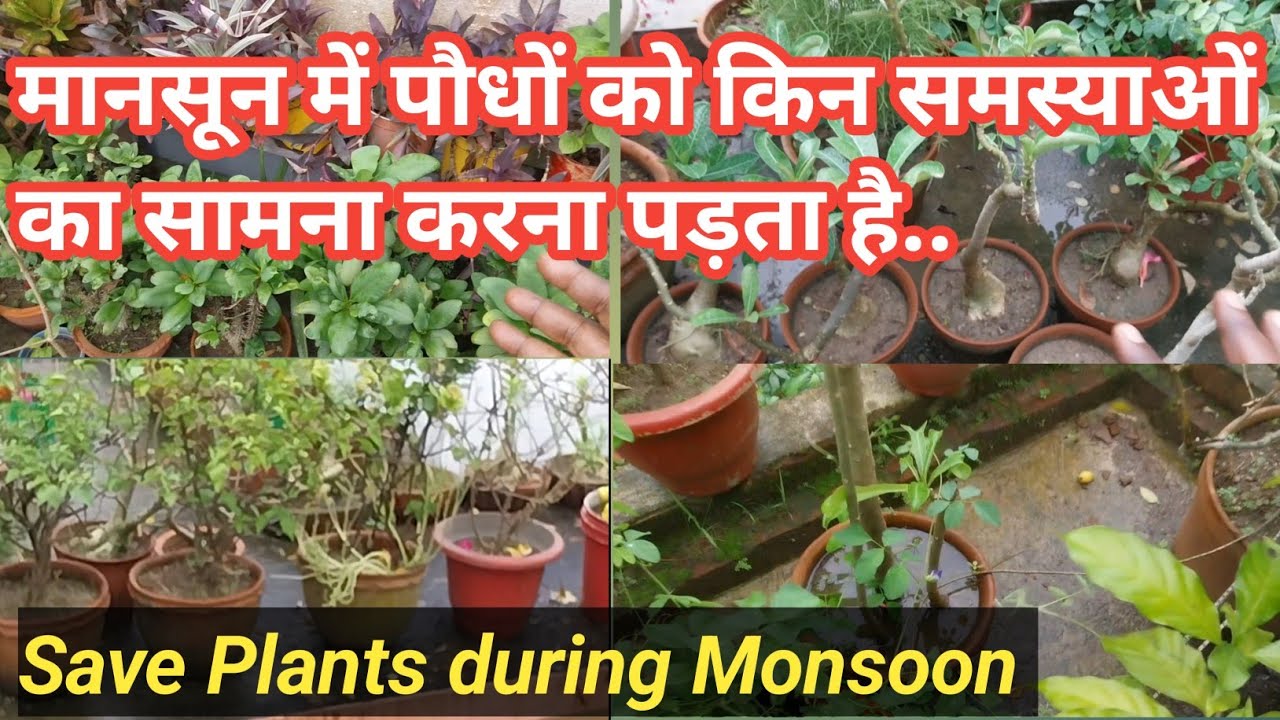 Problem face by the plants during monsoon // plants care in the Rainy season // garden tips
