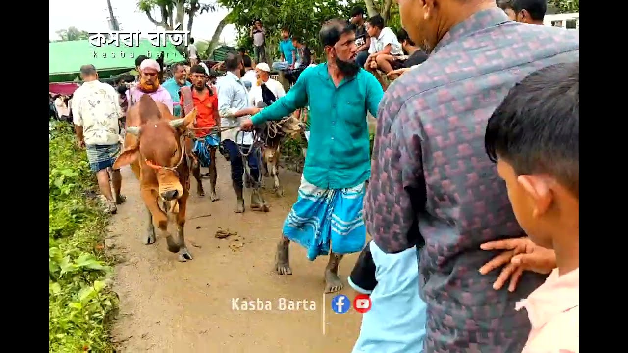 জমে উঠেছে ঐতিহাসিক কুটি গরু বাজার হাট | কুটি গরুর বাজার ২০২৫। Kasba Barta কসবা বার্তা