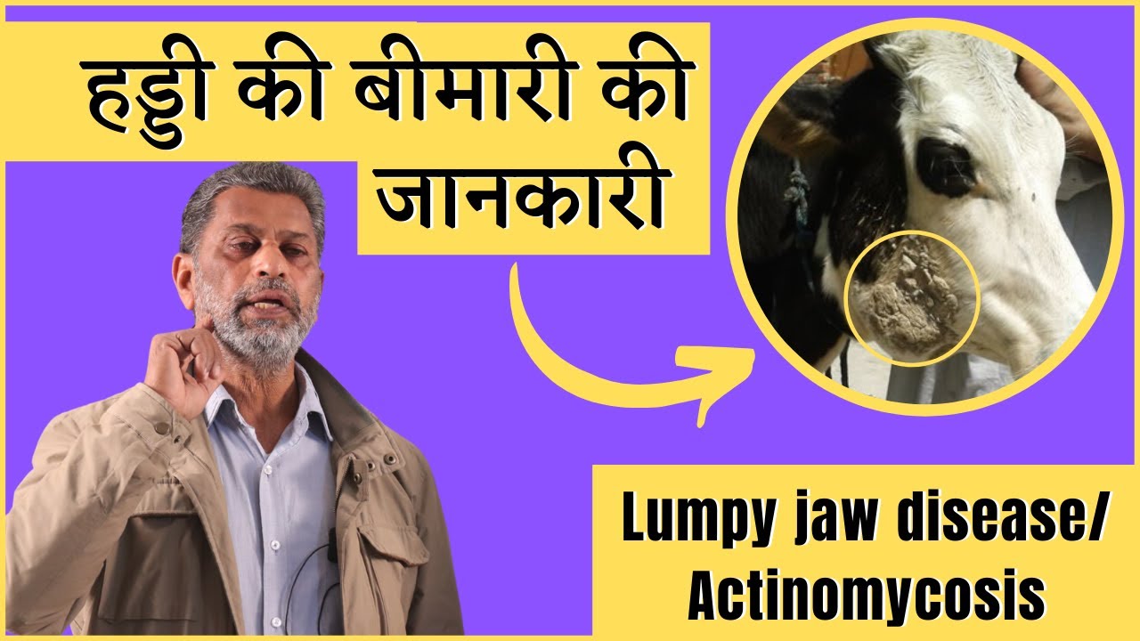 Lumpy jaw Disease in cattle | Treatment | पशुओं मे गले की गांठ या सूजन का इलाज