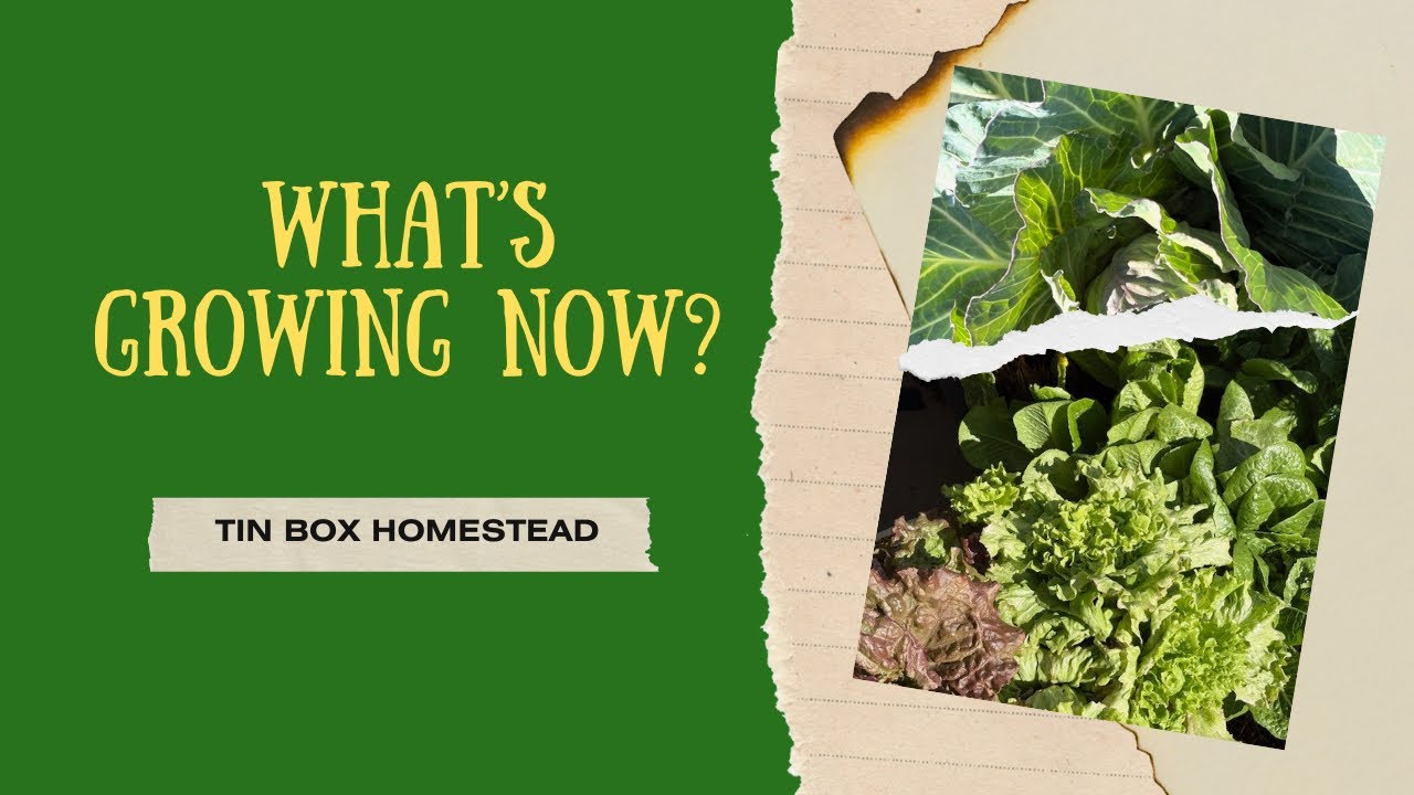 Quiet Patio Garden Harvest | Winter Container Gardening🌿