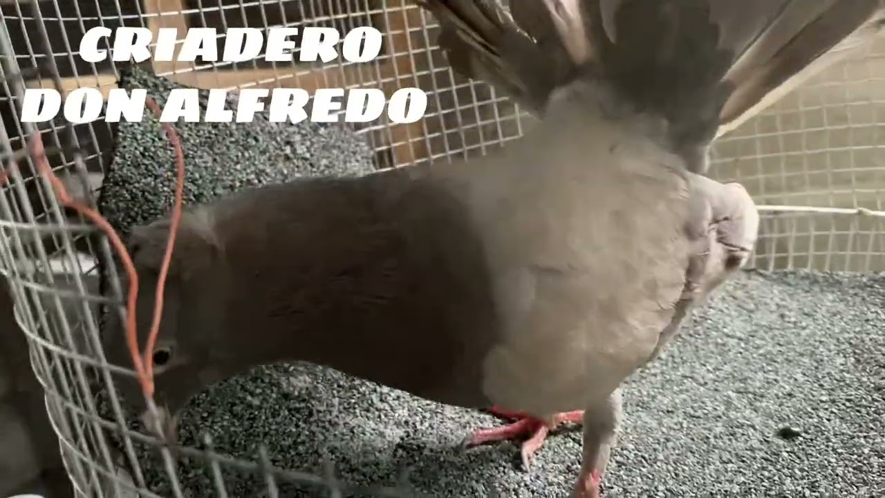 ORIGEN PALOMAS COLIPAVA