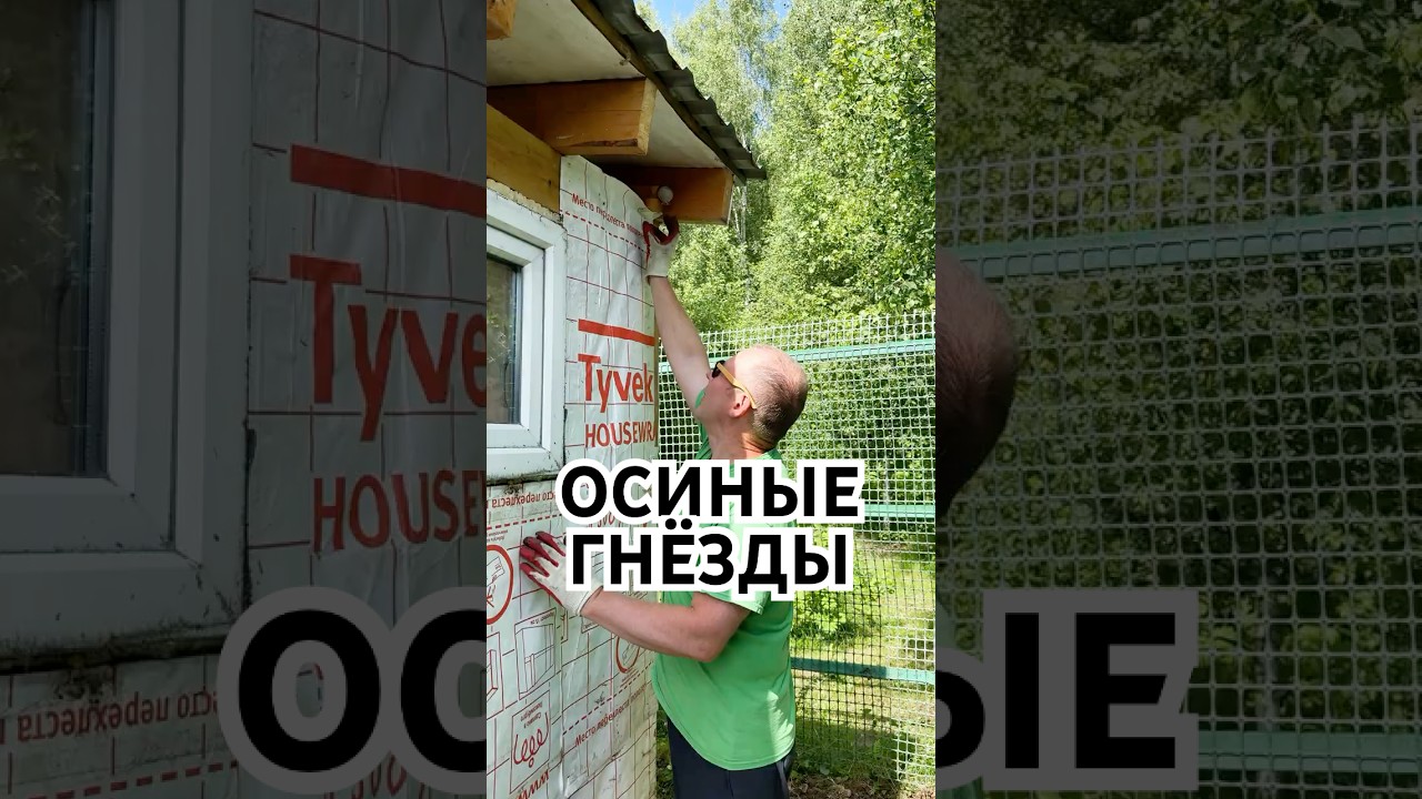 Осиные гнезда в старом сарае 🐝 