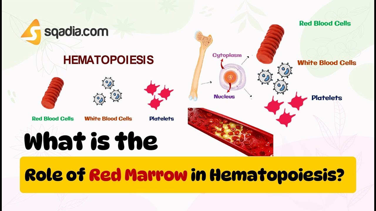 What is the Role of Red Marrow in Hematopoiesis? | Cell Biology and Physiology