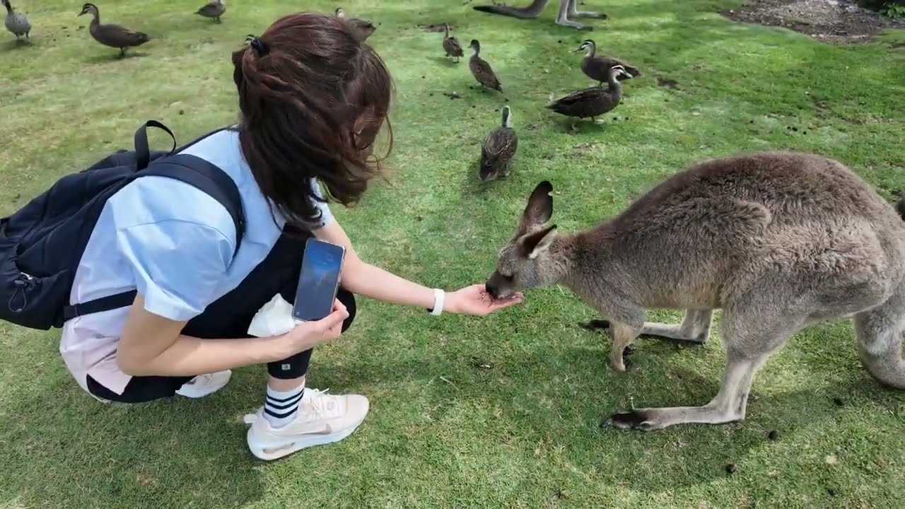 캥거루 먹이주기 오크베일 동물원