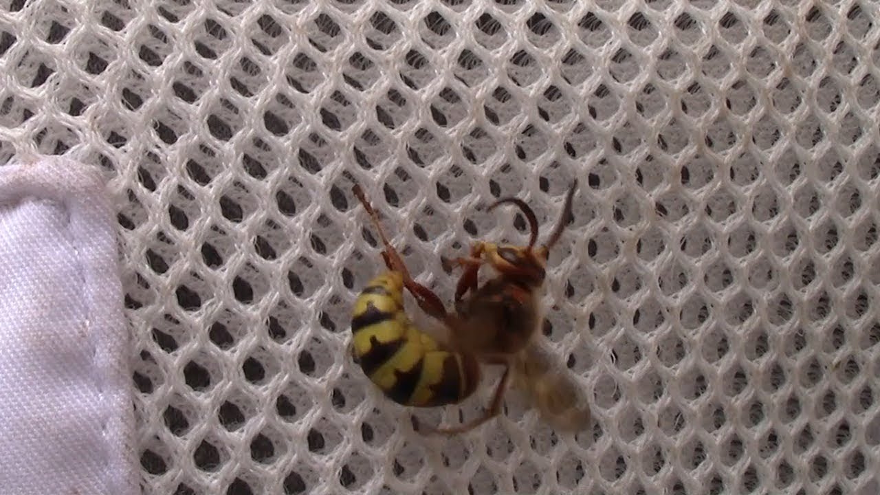 Ultra Bee Suit VS European Hornet