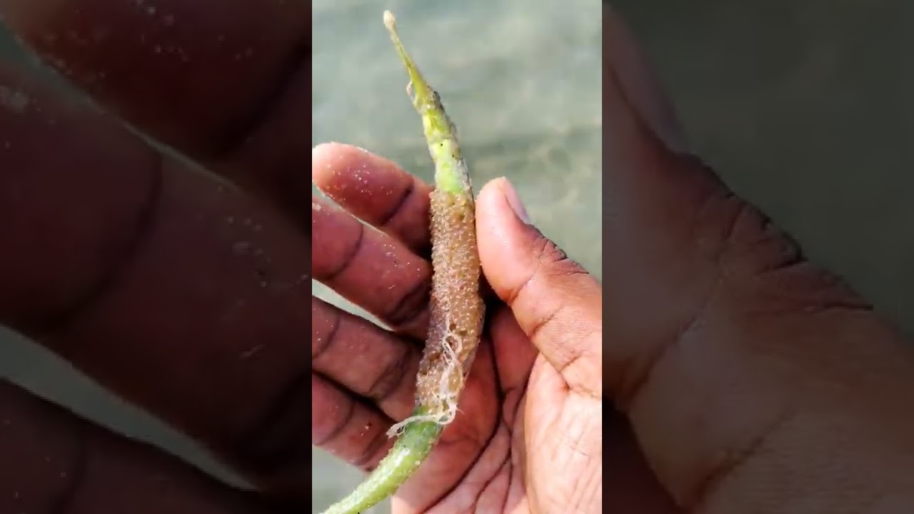 Saved a pipe fish with 100+ eggs on it. New full pipe 
