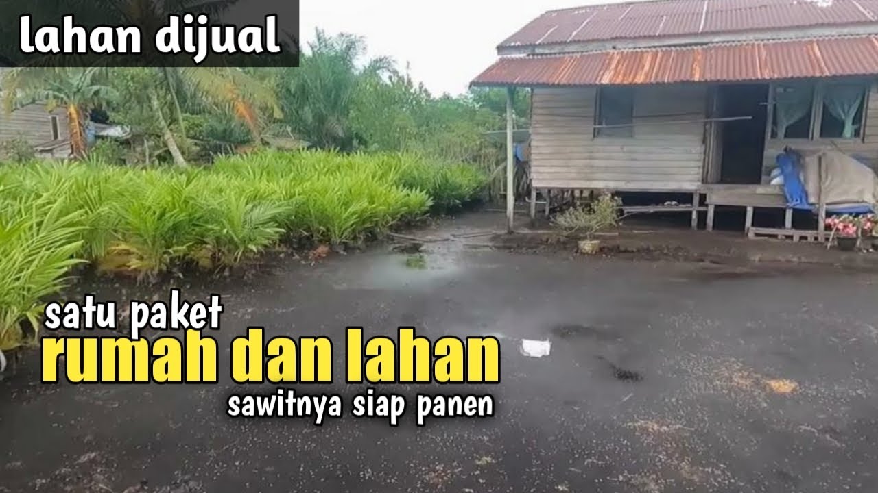 Yang minat Rumah seisinya dan lahan sawit siap panen
