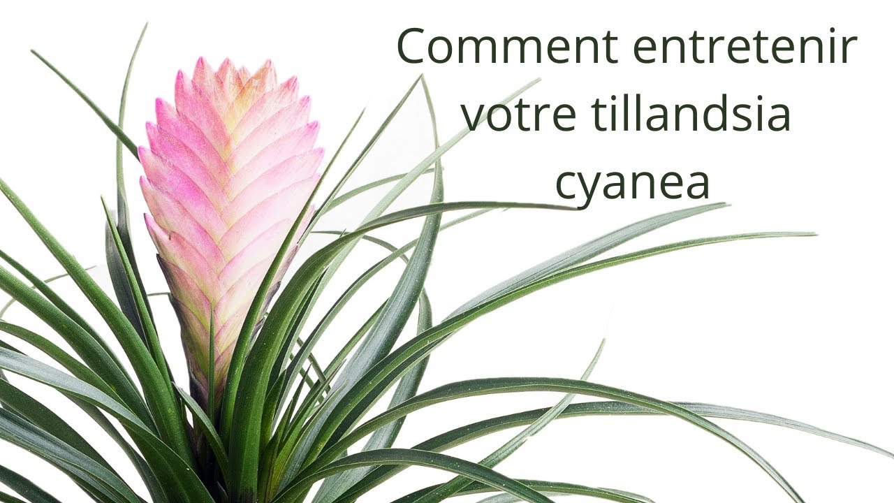 Entretenir son Tillandsia Cyanea