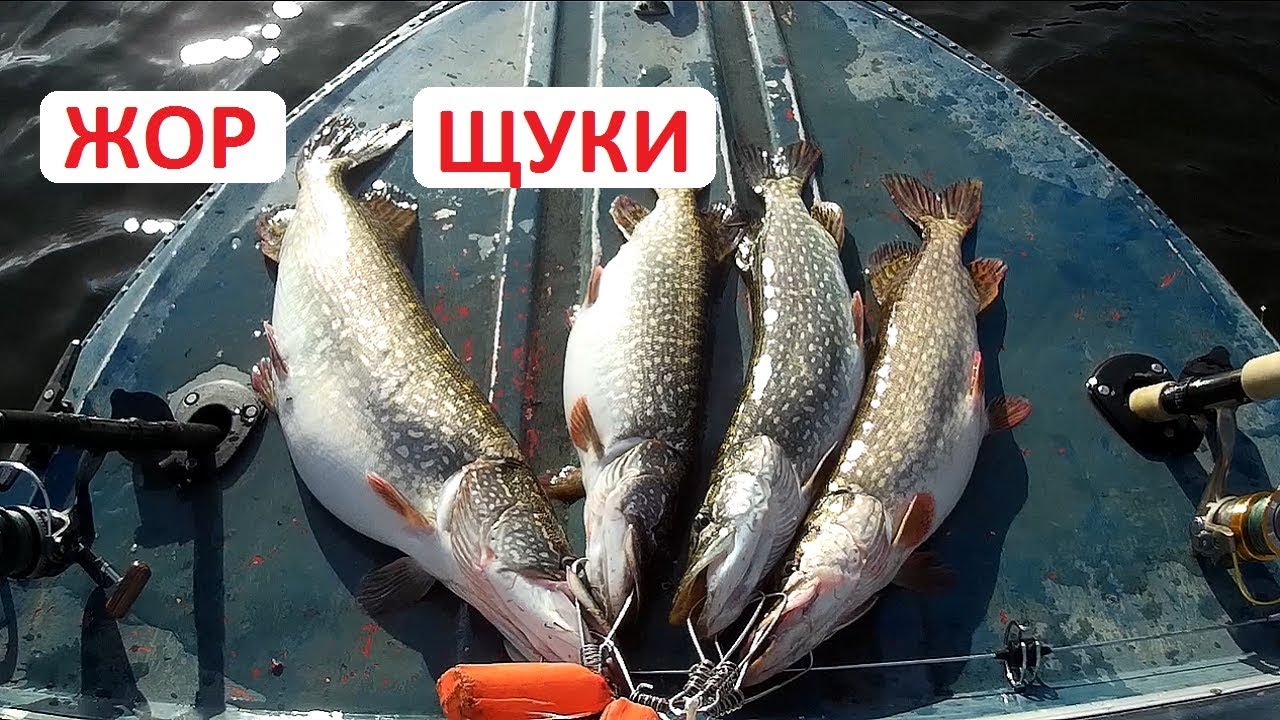 Троллинг. Ловля щуки троллингом. Осенний жор щуки.