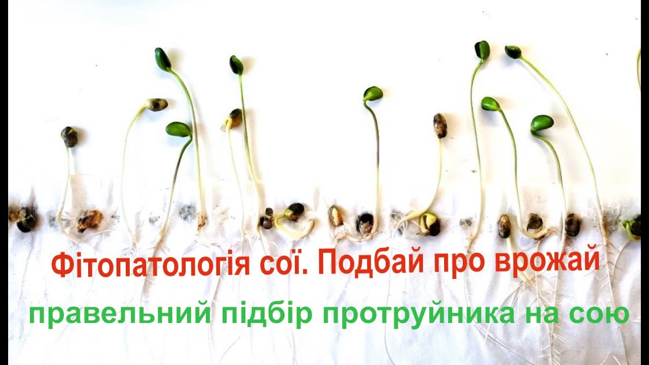 Як підібрати протруйник на сою. Обробка насіння сої
