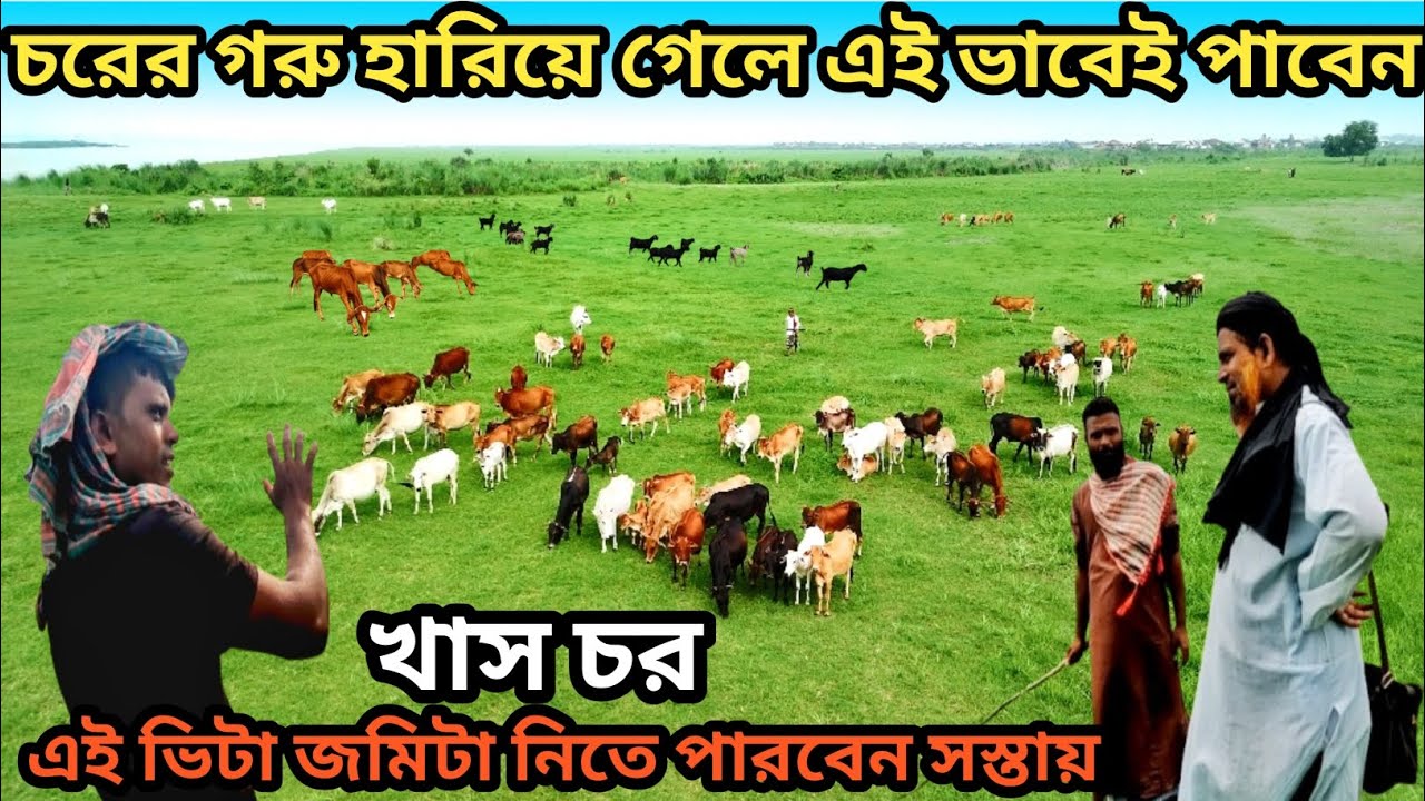 চরের গরু হারিয়ে গেলে কিভাবে পাওয়া যায় দেখুন