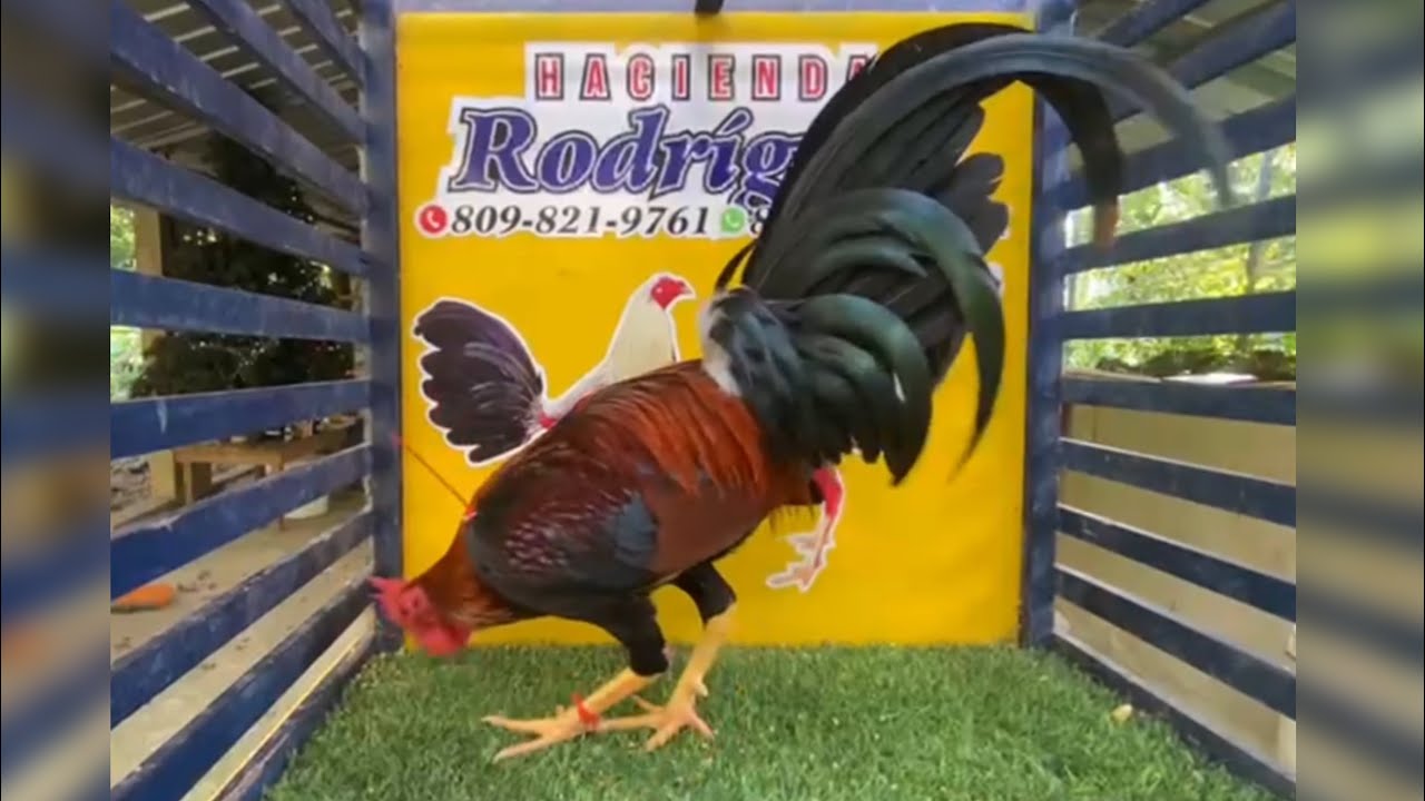 Selecto grupo de ejemplares de H.R para la disposición de nuestros clientes 13 mil c/u :829-285-4325