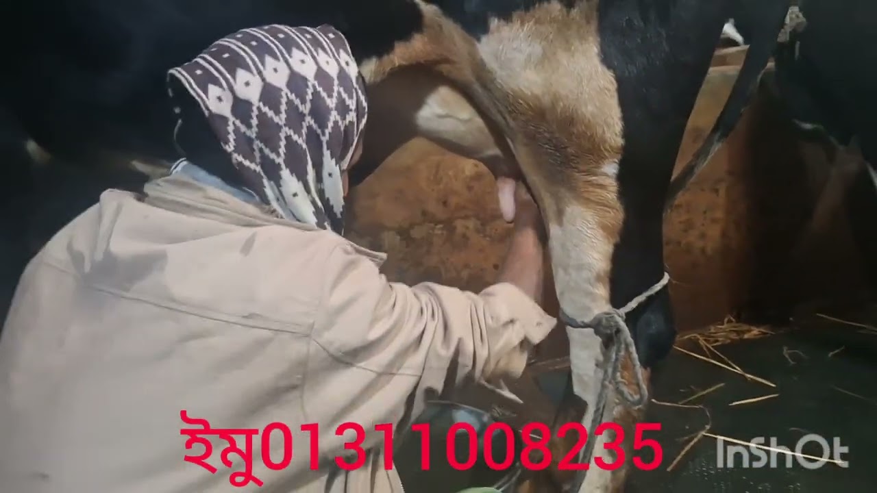 বাচ্চা ছাড়া  একটি বক্না গাভী ক্রয় করুন মোস্তফা ডেইরি ফারম থেকে 