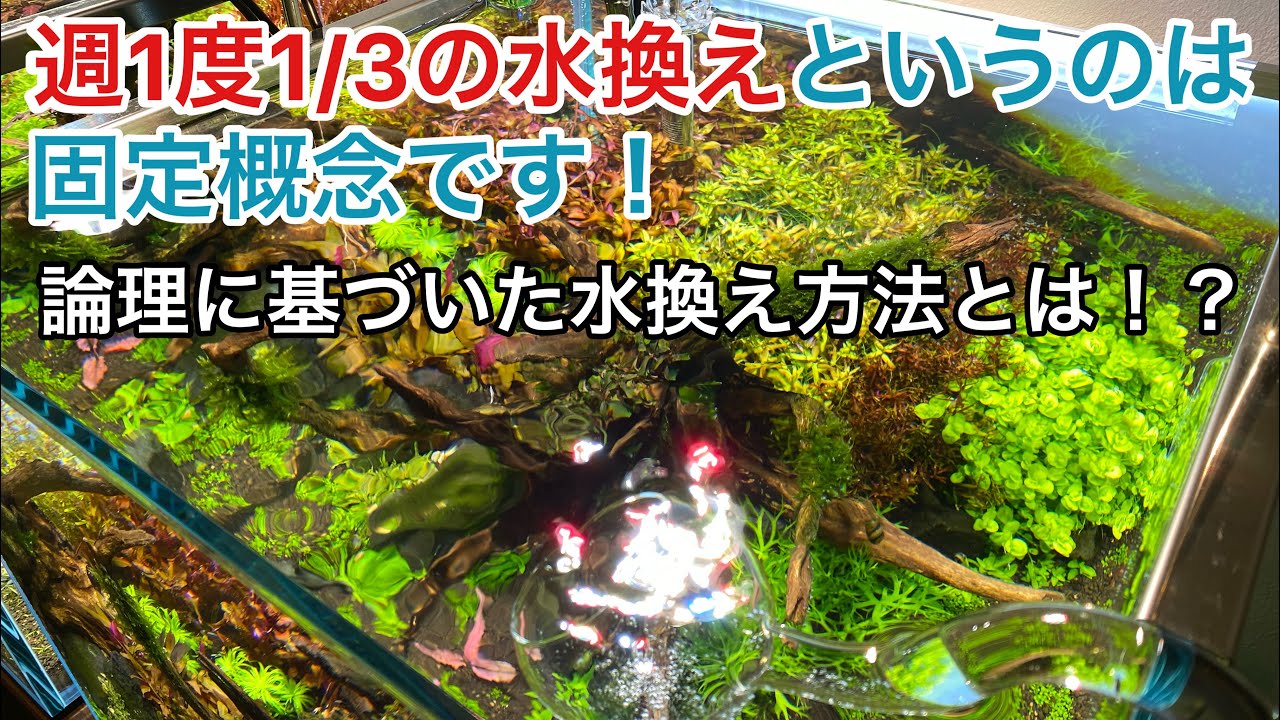 正しい水換えの量と頻度について【アクアリウム】