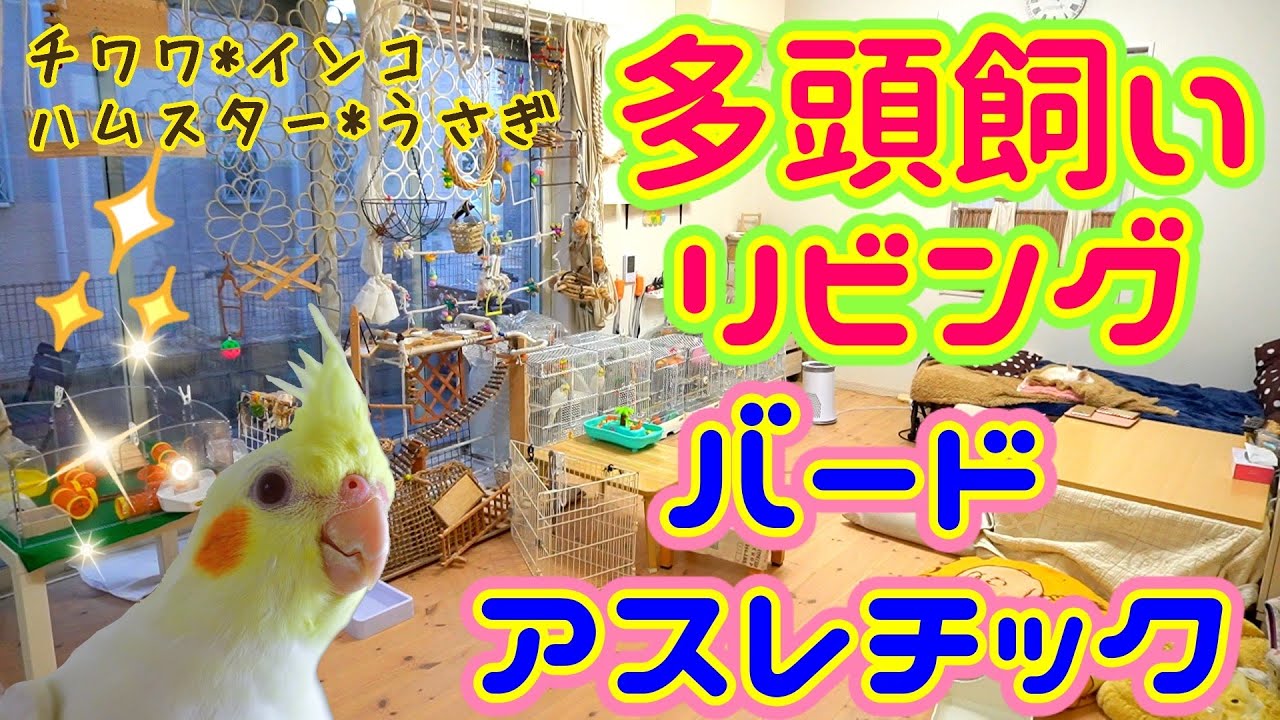 ペット多頭飼いリビングルームツアー☆リビングの１／３がバードアスレチックw　【インコ*チワワ*ハムスター*うさぎ】Bird Athletic
