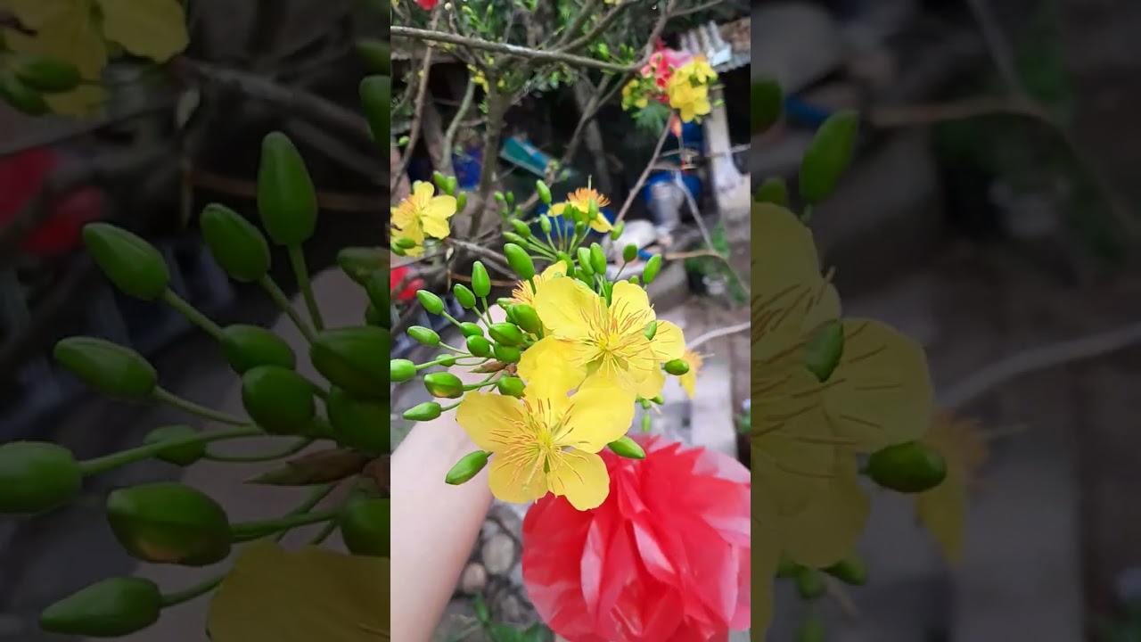 28 tết 2026 🎆🧨🥰😍🎑