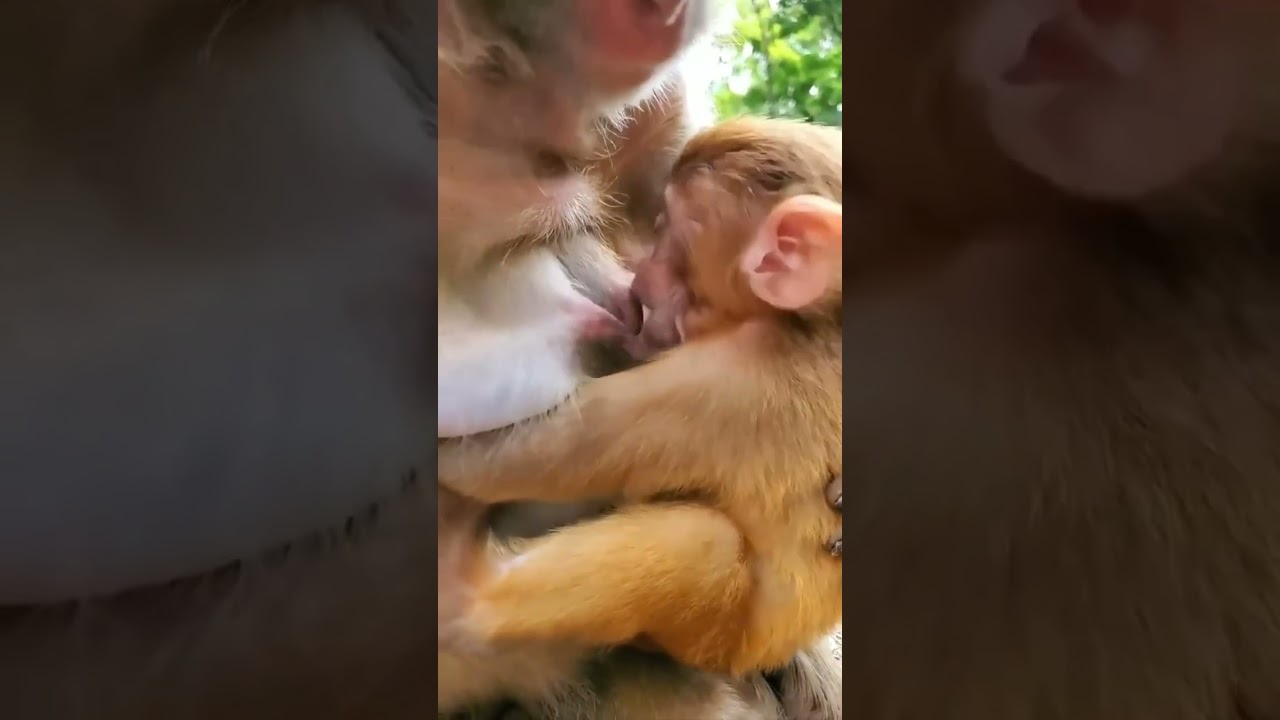 Baby monkey se amamentando l #mama #monkey #short