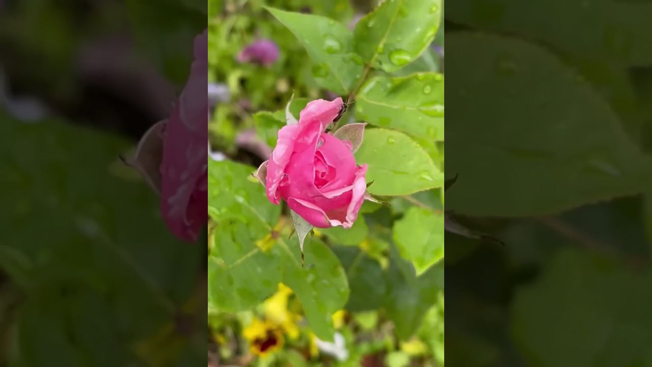 🌷